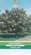 Chinese Chestnut Tree Live Home Landscape Plants Nut Hard Wood Shade Tre... - $96.95