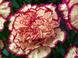 100 Yellow Red Carnation Seeds Dianthus Flowers Seed Flower 224Garden Beautiful  - £10.81 GBP