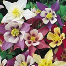 USA SELLER Columbine Seeds Mckanas Giant 200 Seeds - $19.42