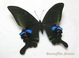 Papilio Arcturus Blue Peacock Real Butterfly Entomology Double Glass Dis... - $98.99