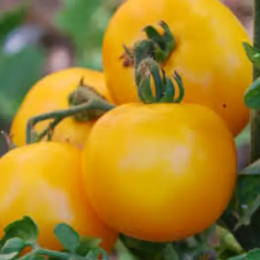 Mountain Gold Tomato Seeds Non Gmo Seed Store 1038 Fresh Garden Beautiful - $10.98