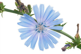 1000+ Chicory Seeds Blue Dandelion Perennial Medicinal Herb &amp; Coffee Subst. - £2.16 GBP
