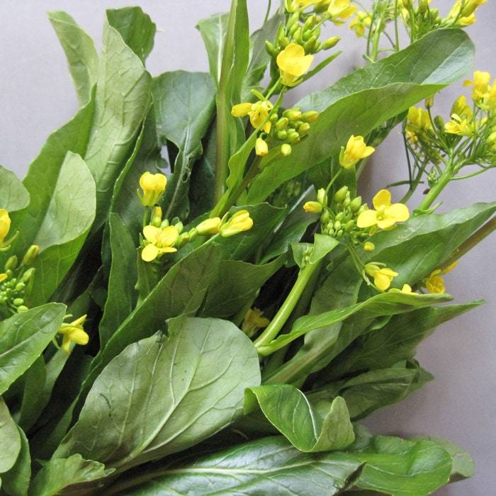 Chinese Mustard Seeds Brassica Juncea 40 Seeds Fresh USA Shipping - $28.90