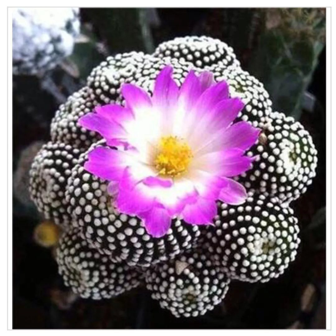 Astrophytum asterias Exotic  cacti seed Japanese Rare Succulent 15 SEEDS... - $26.86