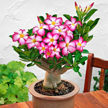 Desert Rose adenium  seeding plant - £28.16 GBP