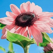 20 Seeds Pink Sunflowers Planting Garden Bonsai Flower organic - £5.72 GBP