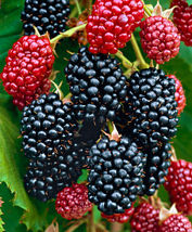 Live Plant - Blackberry - &#39;Ouachita&#39; thornless - Rubus ouachita - Gardening - £29.88 GBP