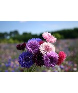 Bachelor Button Dwarf Polka Dot Mix Seeds, Dwarf Centaurea, FREE SHIPPING - $2.68 CAD+