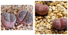 olivacea C109A Succulents Garden Plants Seeds 300 Seeds - £21.32 GBP