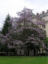 SKMO Royal Paulownia Empress Tree 25 Seeds - $163.12 MXN