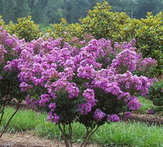 10 Dwarf Lavender Crape Myrtle Seeds-1195A - £3.12 GBP