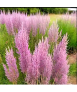 500 Purple Love Grass Seeds (E. spectablis) | Ornamental Flowering Loveg... - $12.95