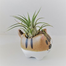 Air Plant in Cat Planter 3", Kitty Ceramic Pot with Emotion Face image 6
