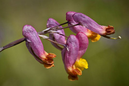 50 Seeds ROCK HARLEQUIN Pink &amp; Yellow Corydalis Sempervirens Flower - £13.57 GBP