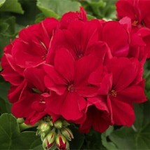 10 Red Geranium Flowers Bright Flower Bloom Perennial Seeds  - £15.47 GBP