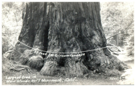 Zan-1107. 52-foot-wide Redwood Muir Woods Monument California RPPC Postcard - £11.83 GBP