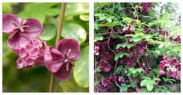 USA Seller - Chocolate Vine Perennial - Akebia quinata - 2.5&quot; Pot - £40.10 GBP