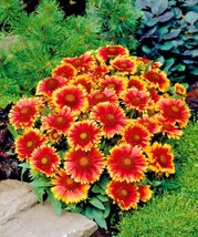 1000 Indian Blanket Flower Seeds Annual Native Wildflower Drought Heat Container - £16.45 GBP