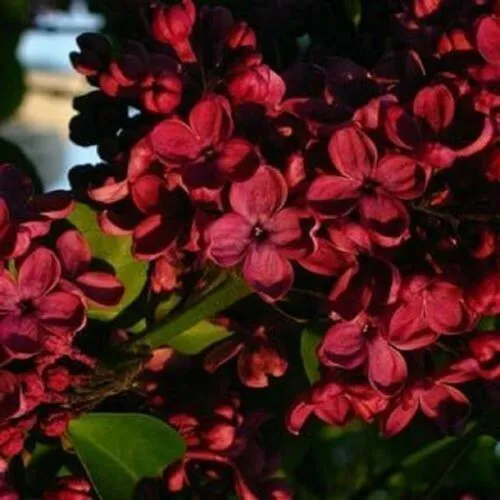 10 Double Red Geranium Seeds Hanging Basket Perennial Flowers Seed Flowe... - $10.98