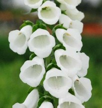200 Seeds Foxglove White Thimble Flowers House Plant - £10.92 GBP