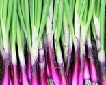 Scarlet Bandit Bunching Onion Seeds 200 Vegetable Garden Salad Fast Ship... - £7.20 GBP