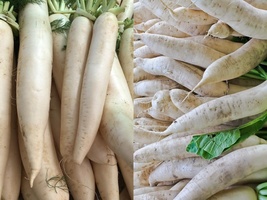 Variety Size Daikon Radish Extremely Large Radish Japanese Horseradish Seeds - £9.46 GBP+