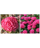 HYDRANGEA GLOWING EMBERS Starter Plant Approx 3-5 Inch Cutback/Dormant - $34.79