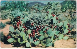 Postcard Prickly Pear Cactus Arizona - £2.35 GBP