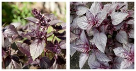 750 Seeds Dark Opal Basil Seeds Fresh Garden Seeds FREE SHIP - £16.73 GBP