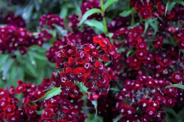 30 Sooty Dianthus Barbatus Dark Maroon Red Sweet William Flower Seeds Fresh - £6.27 GBP