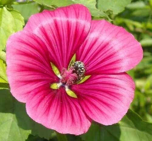 Primary image for VP Seeds Malopa Rose / Summer Mallow / Flower Annual/ Fast Blooms / 25 Seeds