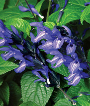 50 pcs Black and Blue Salvia Seed Flower Seed Perennial Flowers Hummingbird - £9.86 GBP