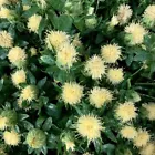 10 Seeds Safflower- White - £7.07 GBP