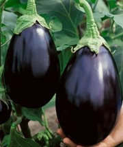 ArfanJaya Eggplant Black Beauty 50 Vegetable Seed Heirloom Non-Gmo - £6.43 GBP