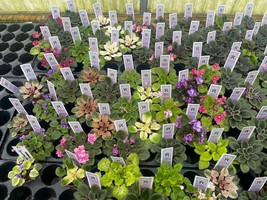 Harmony Foliage Mini African Violet Assortment in 2 inch pots 50-Pack Bu... - £295.34 GBP