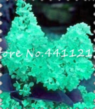 100Pcs Purple White Lilac Lilac Clove Tree Tropical Decor - $9.80