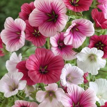 Variety Size Malope Trifida Rose Mallow Gorgeous Border or Bed Flowers Seeds - £9.29 GBP+