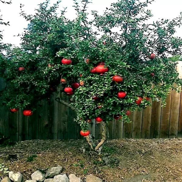 20 Dwarf Pomegranate Tree Seeds (Punica Granatum) Nana Fruit House Plant Fresh G - £15.07 GBP