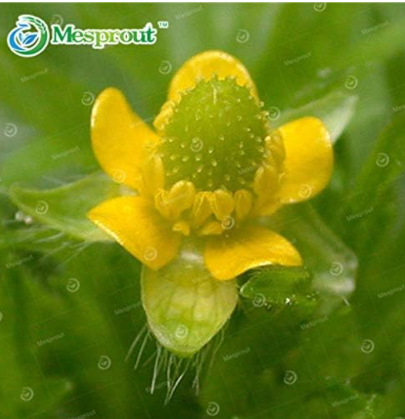 Ranunculus Seed Flower Seed &amp; S Persian Buttercup Color:21 - $9.99