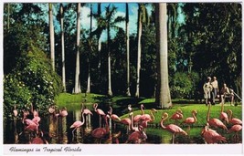 Florida Postcard Flamingoes In Tropical Florida Sarasota Jungle Gardens - £2.31 GBP