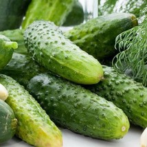 75 Boston Pickling Cucumber Seeds Pickling Fresh Seeds Fast Shipping - $13.28