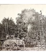 Spraying For Cottony Cushion Scale Insect Victorian 1887 Print Entomolog... - $28.01 CAD