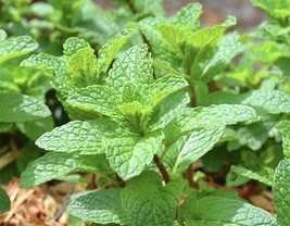 Peppermint - 10 Bare Root Plants Garden - £23.68 GBP