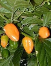 Habanero Hot Pepper Chilli Mild Chile Aji Seed 50 Seeds Fresh Gardening USA Ship - £14.47 GBP