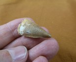 (DF233-139) 1&quot; Fossil MOSASAURUS Dinosaur tooth Mosasaur dig fossil teeth - £12.77 GBP