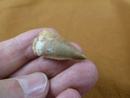 (DF233-139) 1&quot; Fossil MOSASAURUS Dinosaur tooth Mosasaur dig fossil teeth - £12.48 GBP