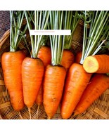 Chantenay Red Core Carrot Seeds - Vegetable Seeds - BOGO - £0.79 GBP