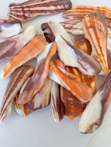 3X Lion Paw Mano De Lion Orange Shell XL 2-3 inch Reiki Healing Seashell - $156.76 MXN