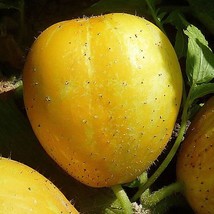 Lemon Cucumber Seeds Cucumis Sativus B31 Gardening Fresh USA SHIPPING - £4.61 GBP