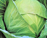 Brunswick Cabbage Seeds 200 Seeds Non-Gmo  Fast Shipping - $7.99